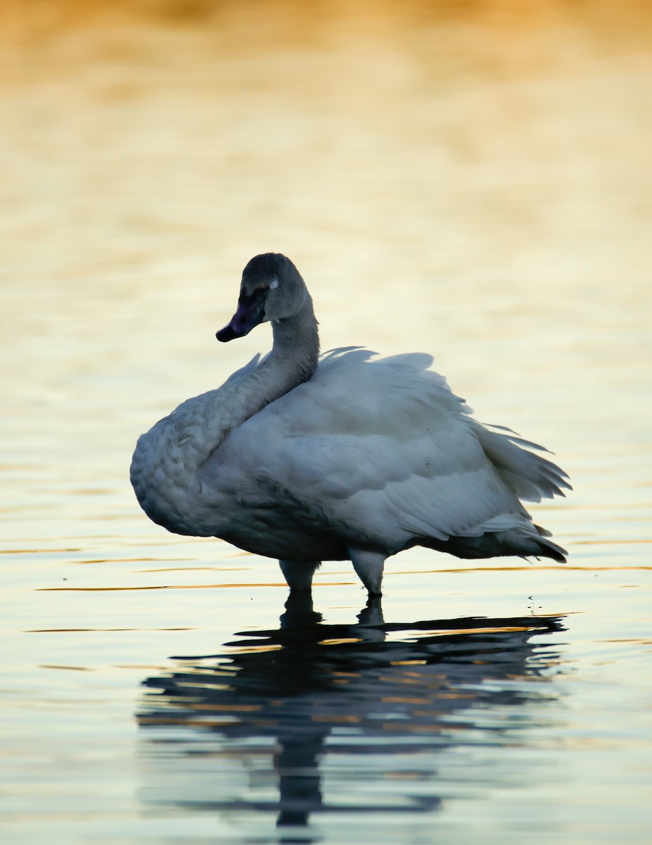 Tundra Swan - ML646796328