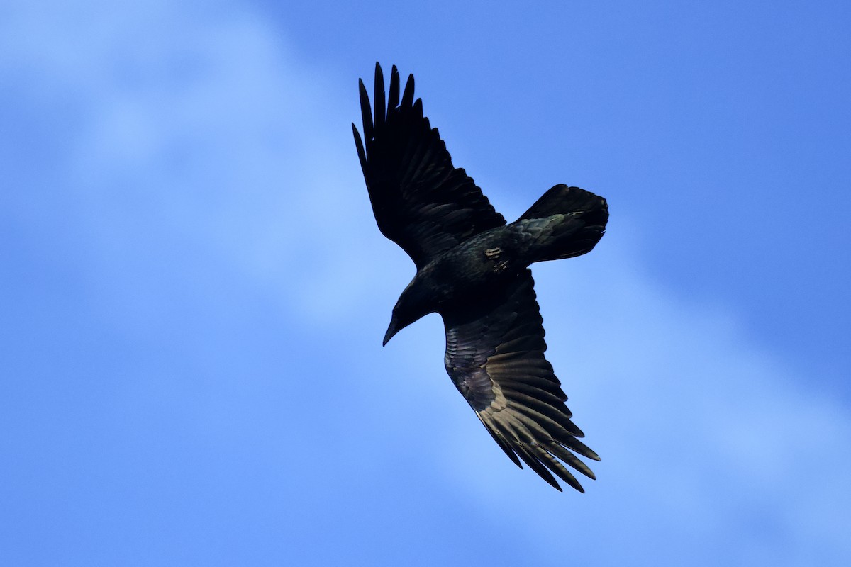 Common Raven - ML646796332