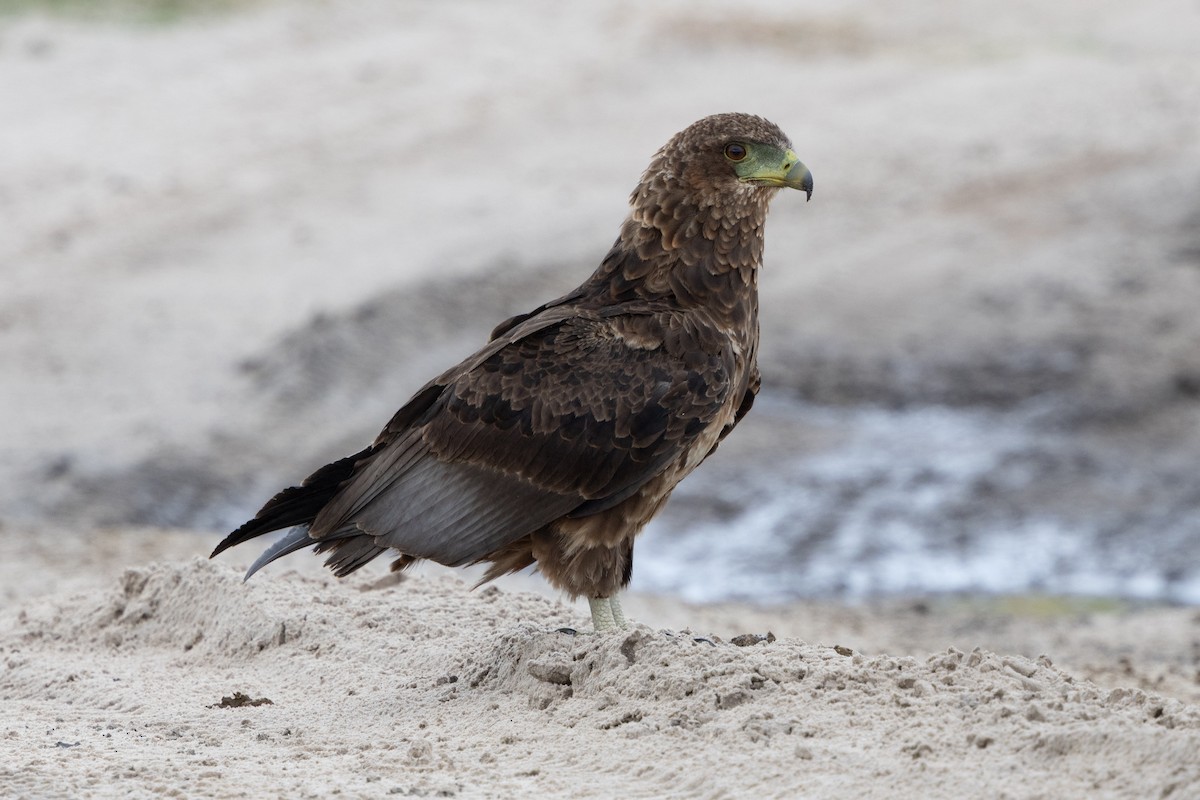 Bateleur - ML646796334