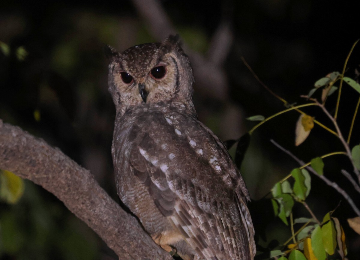 Grayish Eagle-Owl - ML646796338