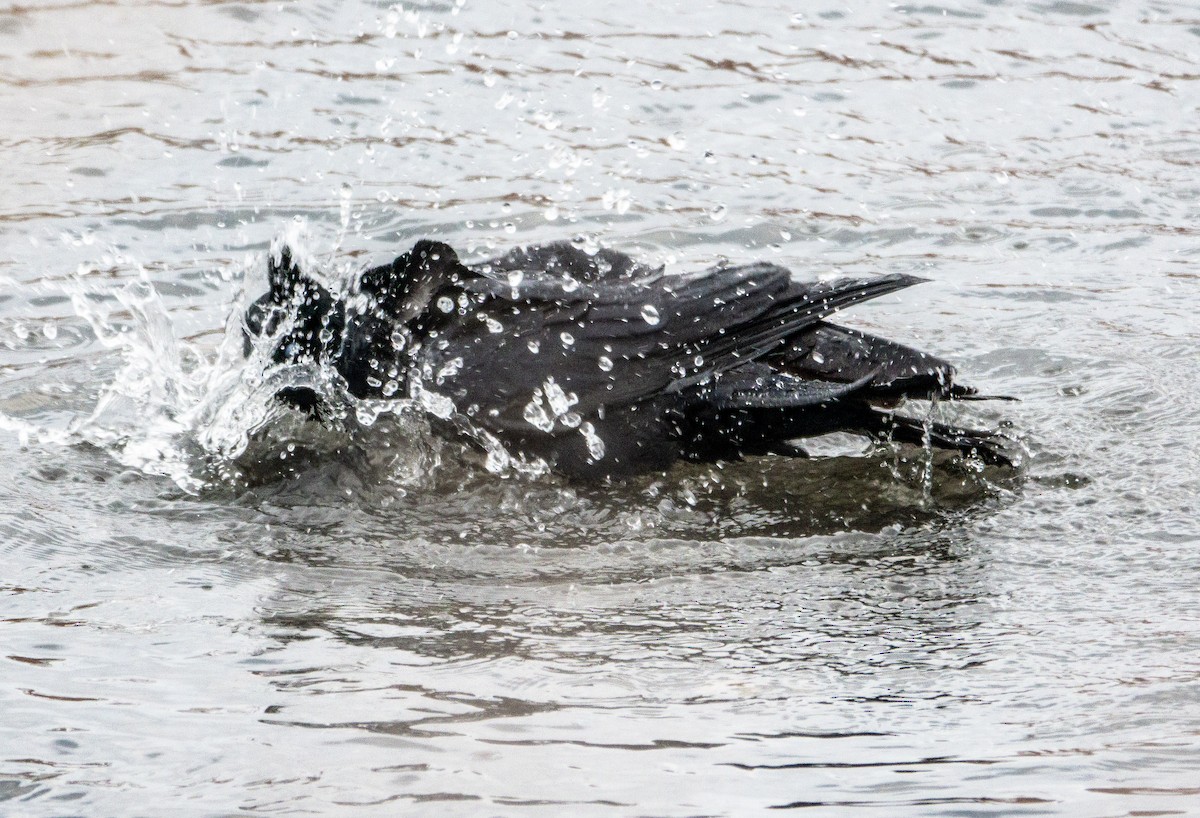 Американская ворона - ML646796339