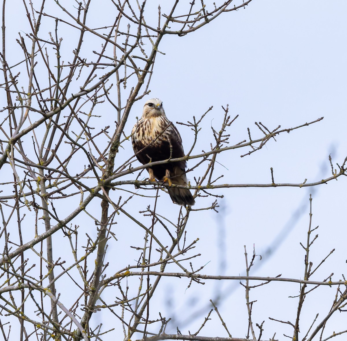 Rough-legged Hawk - ML646796340