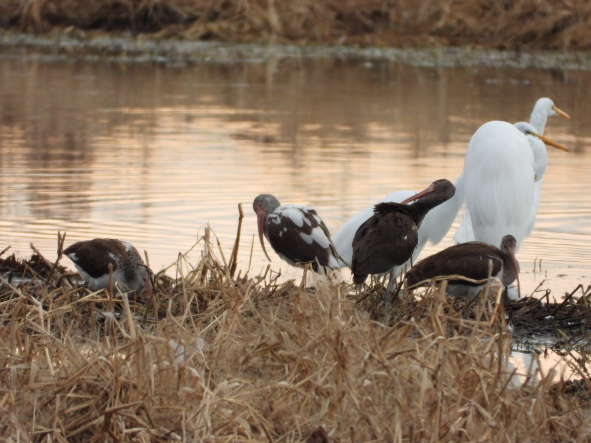 hvitibis - ML646796353