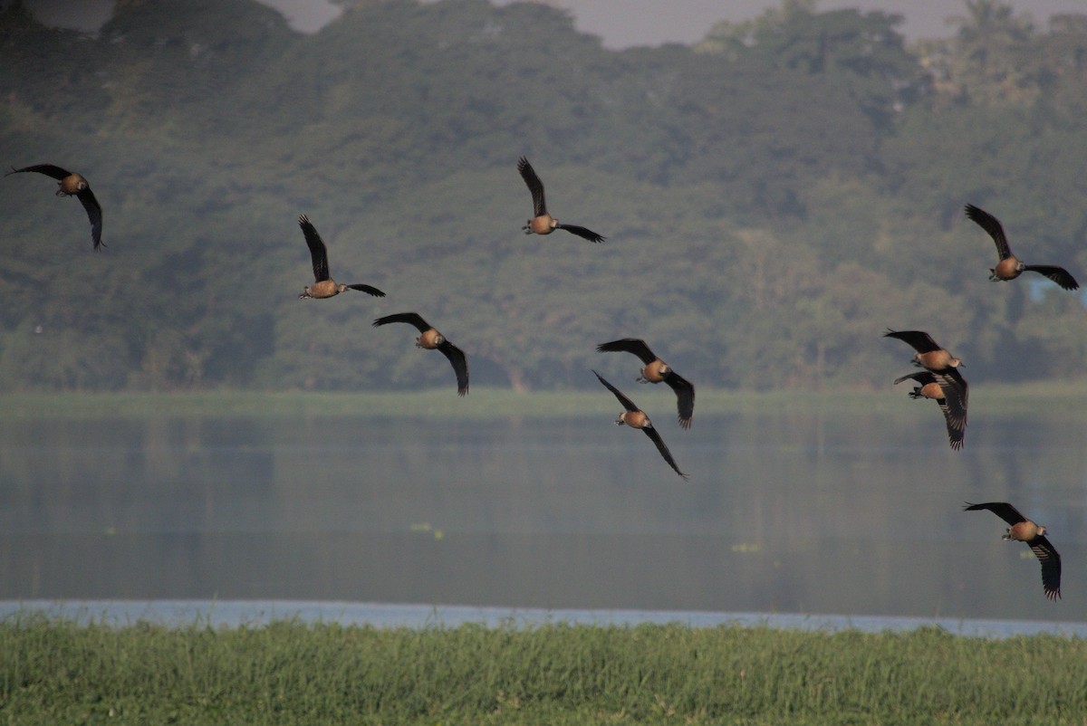 Dendrocygne siffleur - ML646796357