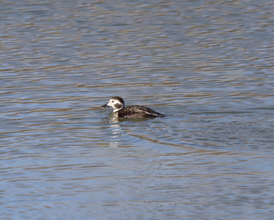 長尾鴨 - ML646796358