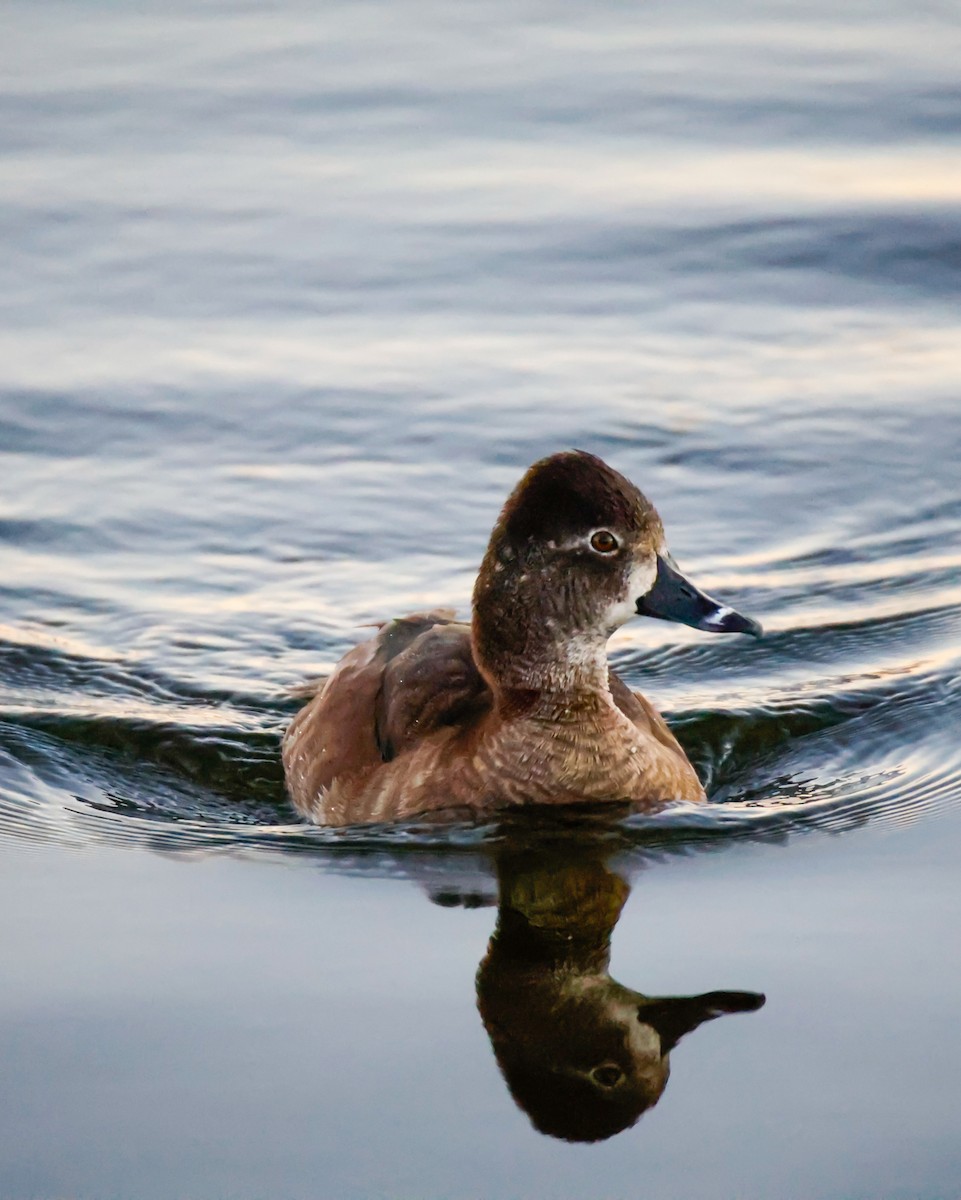 Ring-necked Duck - ML646796359