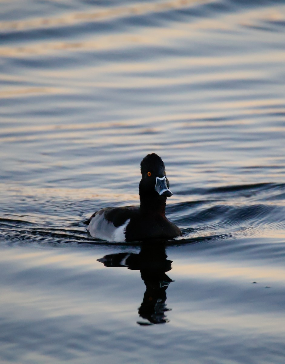 Ring-necked Duck - ML646796360