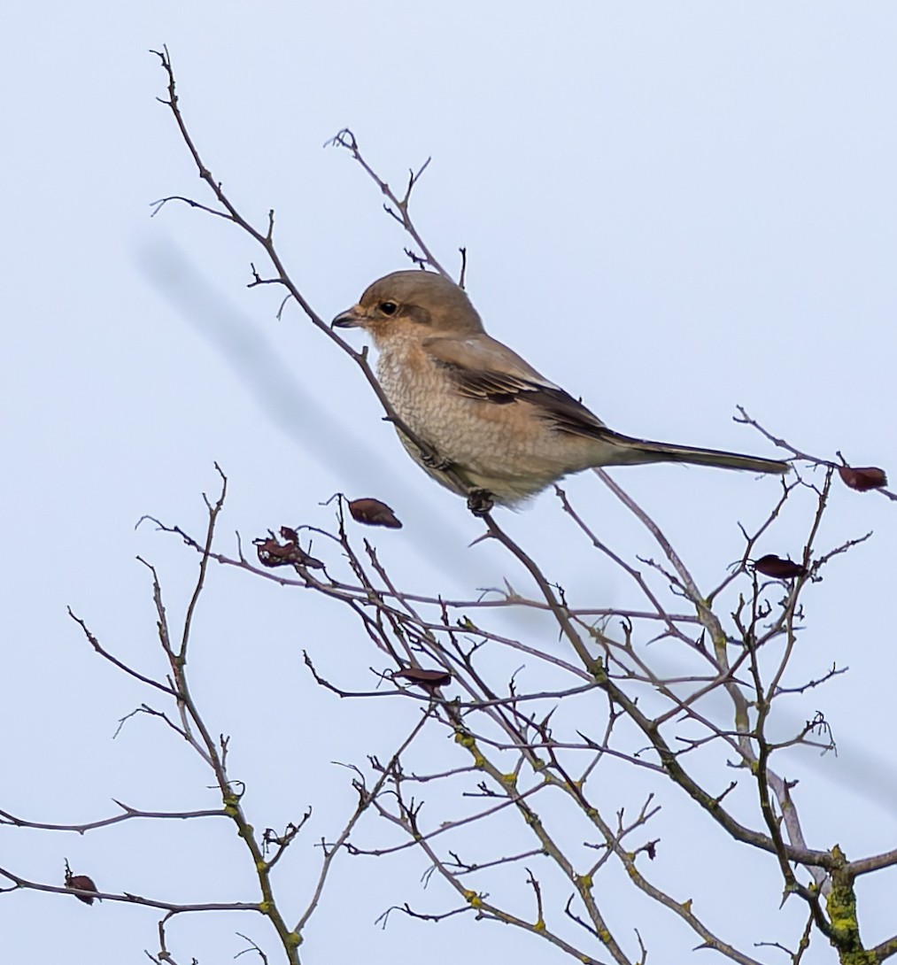 Northern Shrike - ML646796361