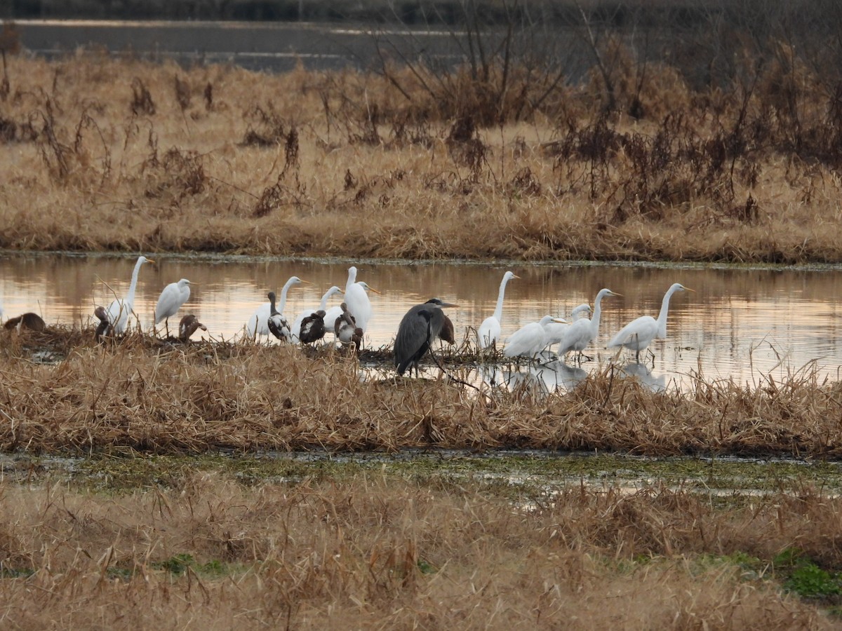 hvitibis - ML646796362