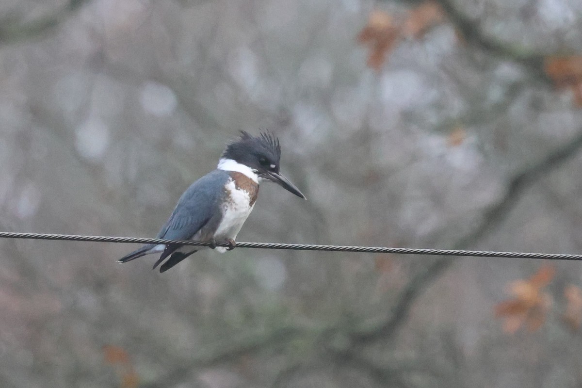 Belted Kingfisher - ML646796363