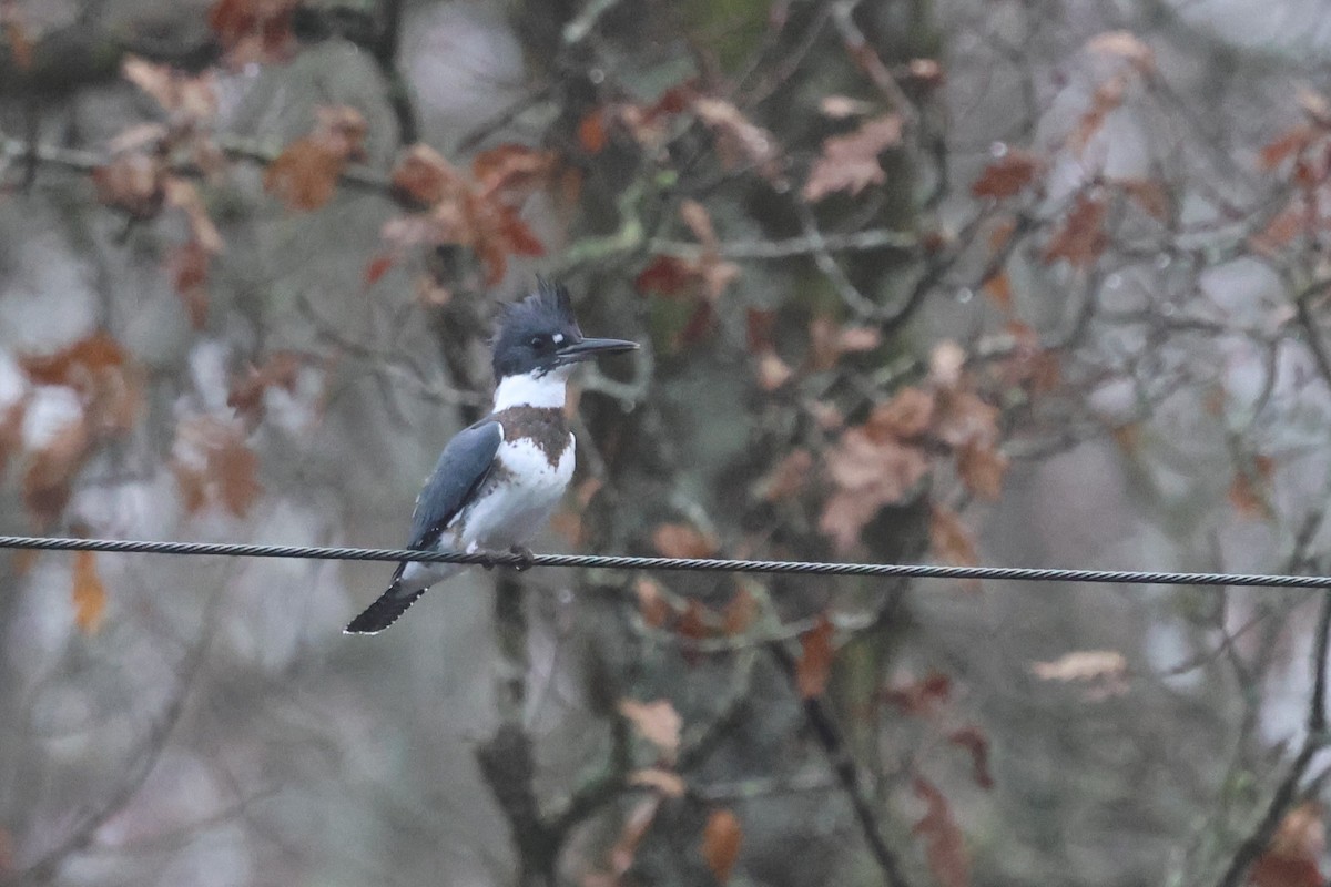 Belted Kingfisher - ML646796364
