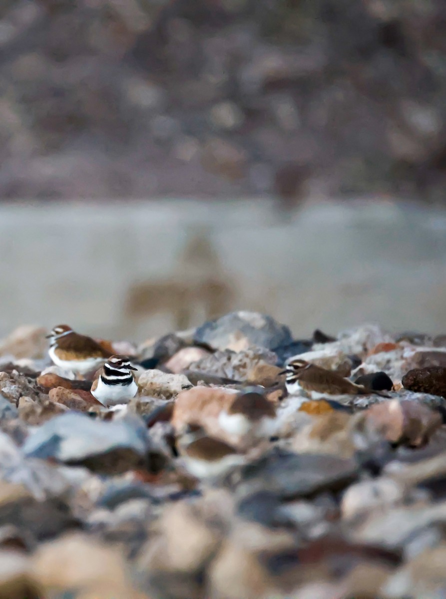 Killdeer - ML646796365