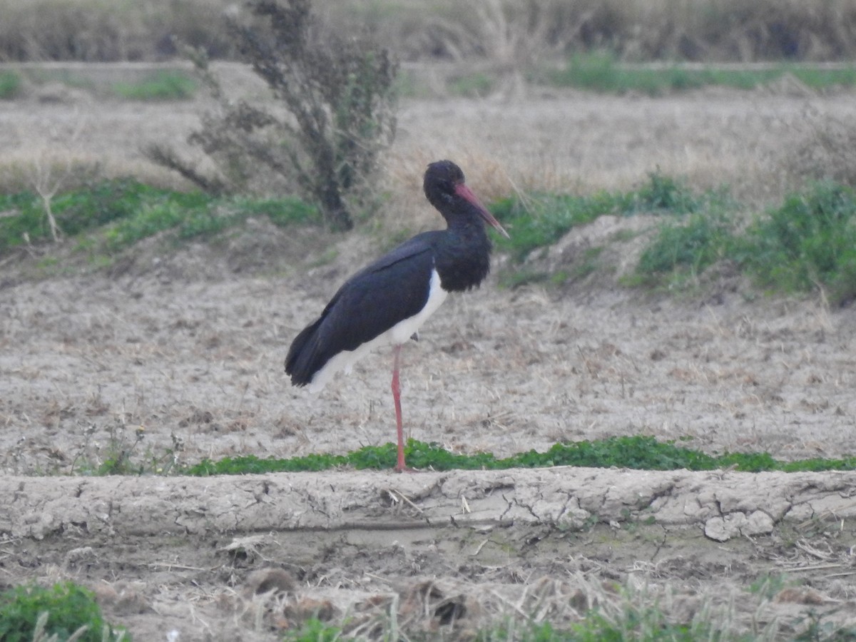 Cigüeña Negra - ML646796367