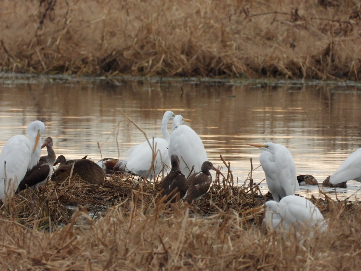 hvitibis - ML646796370