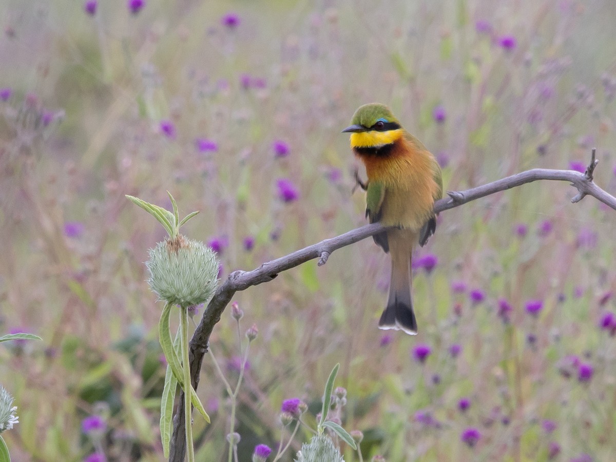 Little Bee-eater - ML646796372