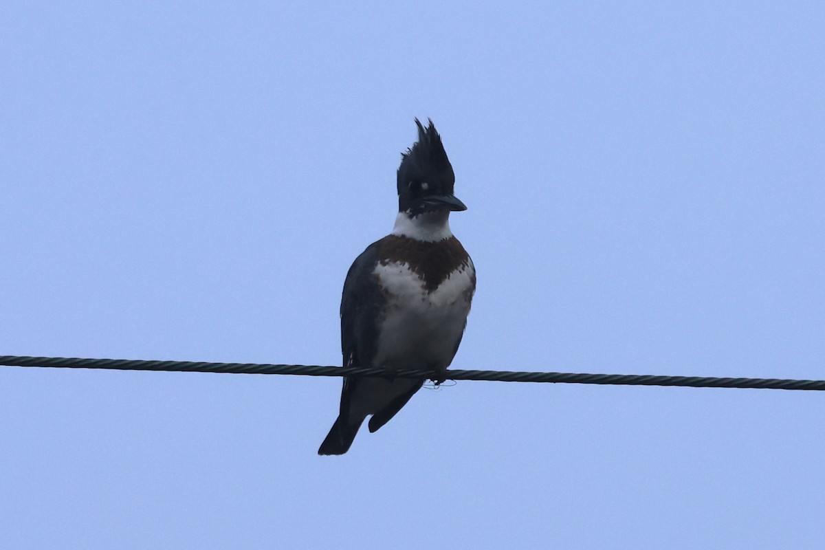 Martin handi iparramerikarra - ML646796373