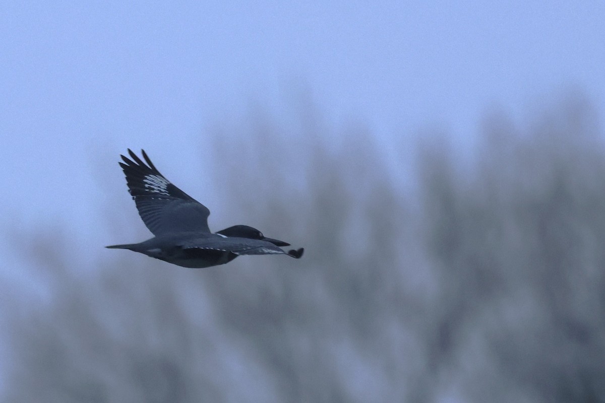 Belted Kingfisher - ML646796375