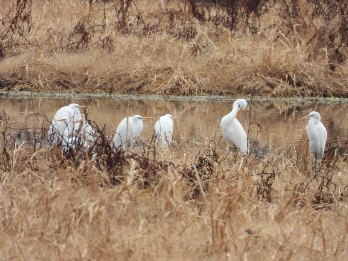 egretthegre - ML646796376