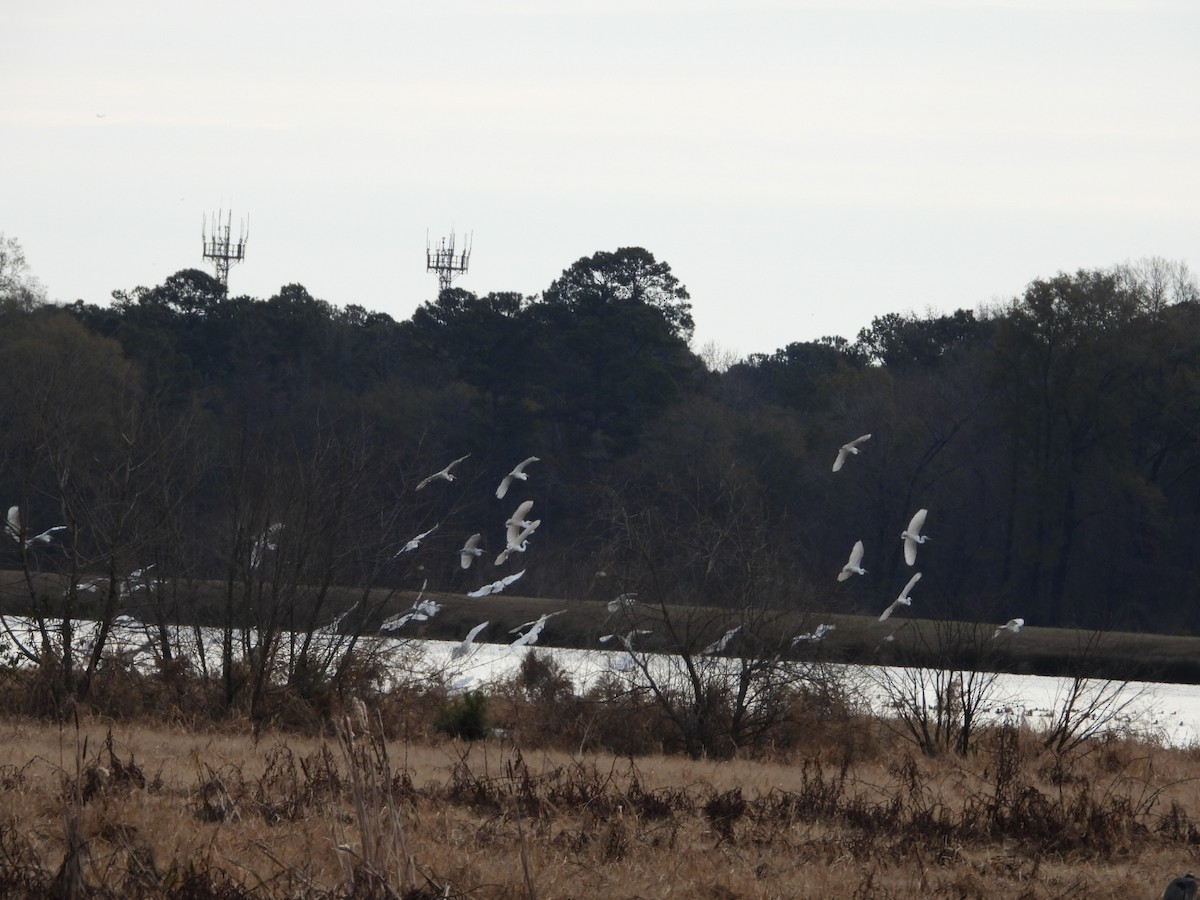 egretthegre - ML646796379