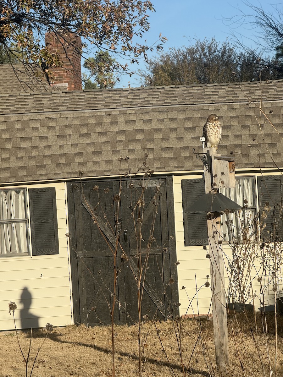 Red-shouldered Hawk - ML646796381