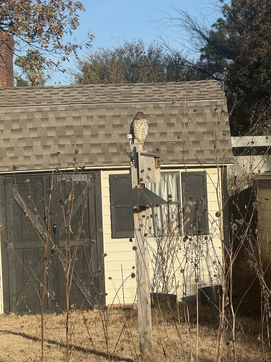 Red-shouldered Hawk - ML646796382