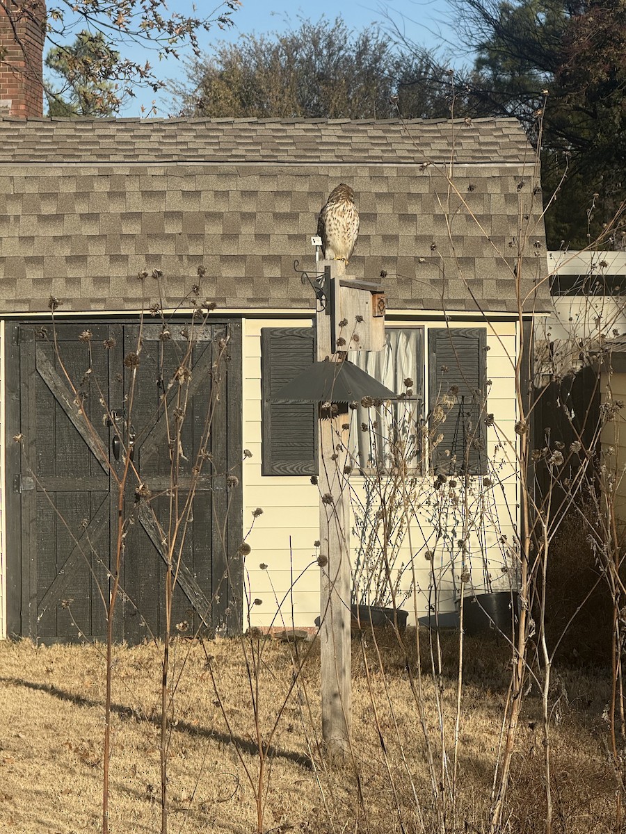 Red-shouldered Hawk - ML646796383
