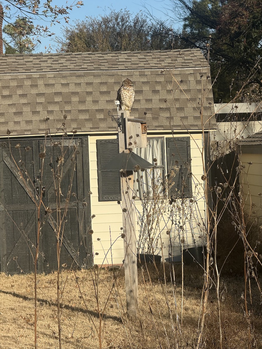 Red-shouldered Hawk - ML646796384