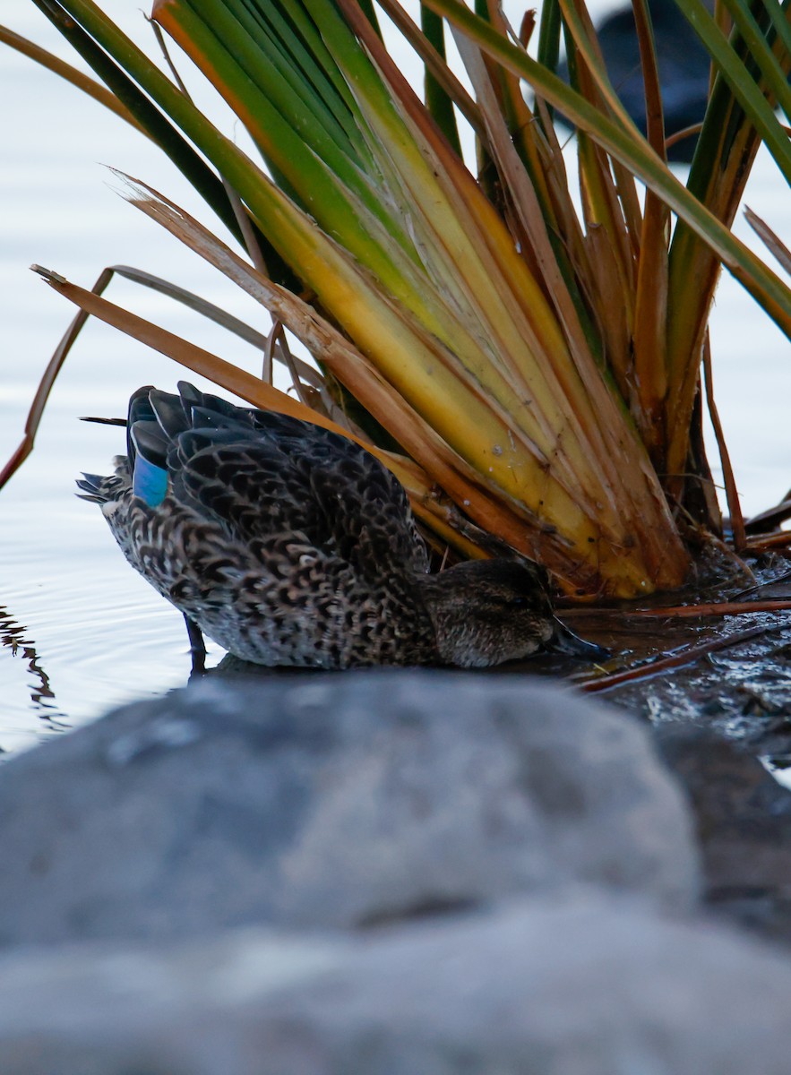 Green-winged Teal - ML646796387