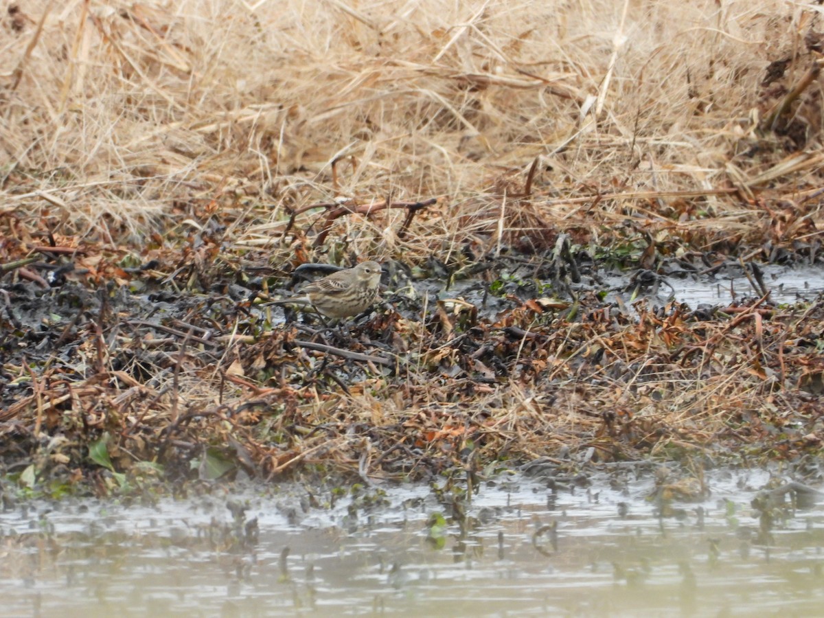 American Pipit - ML646796388