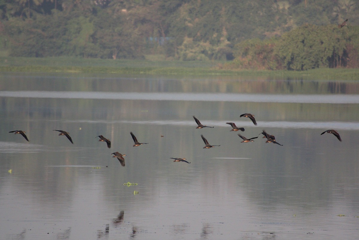 Lesser Whistling-Duck - ML646796389