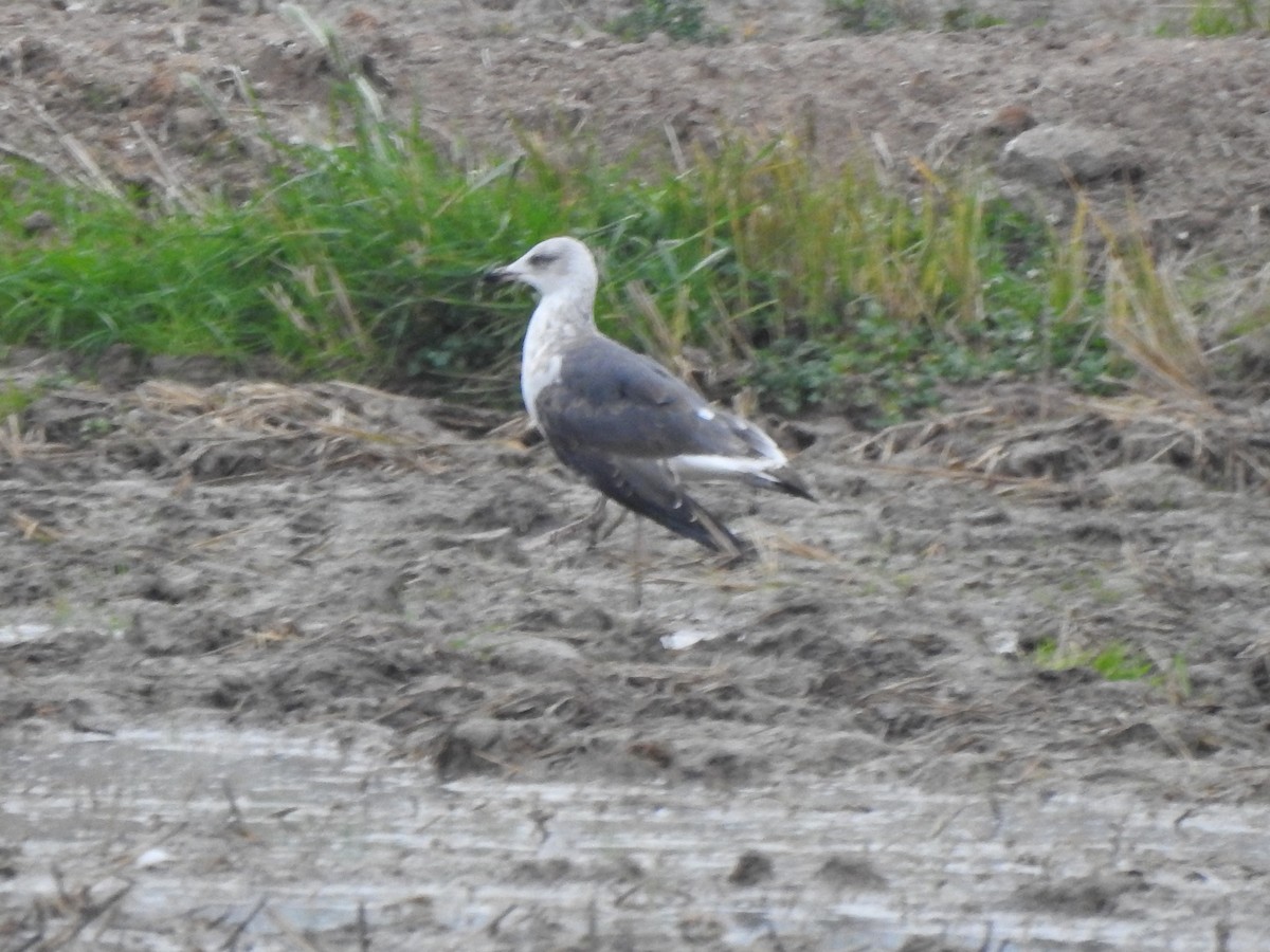 Lesser Black-backed Gull - ML646796390