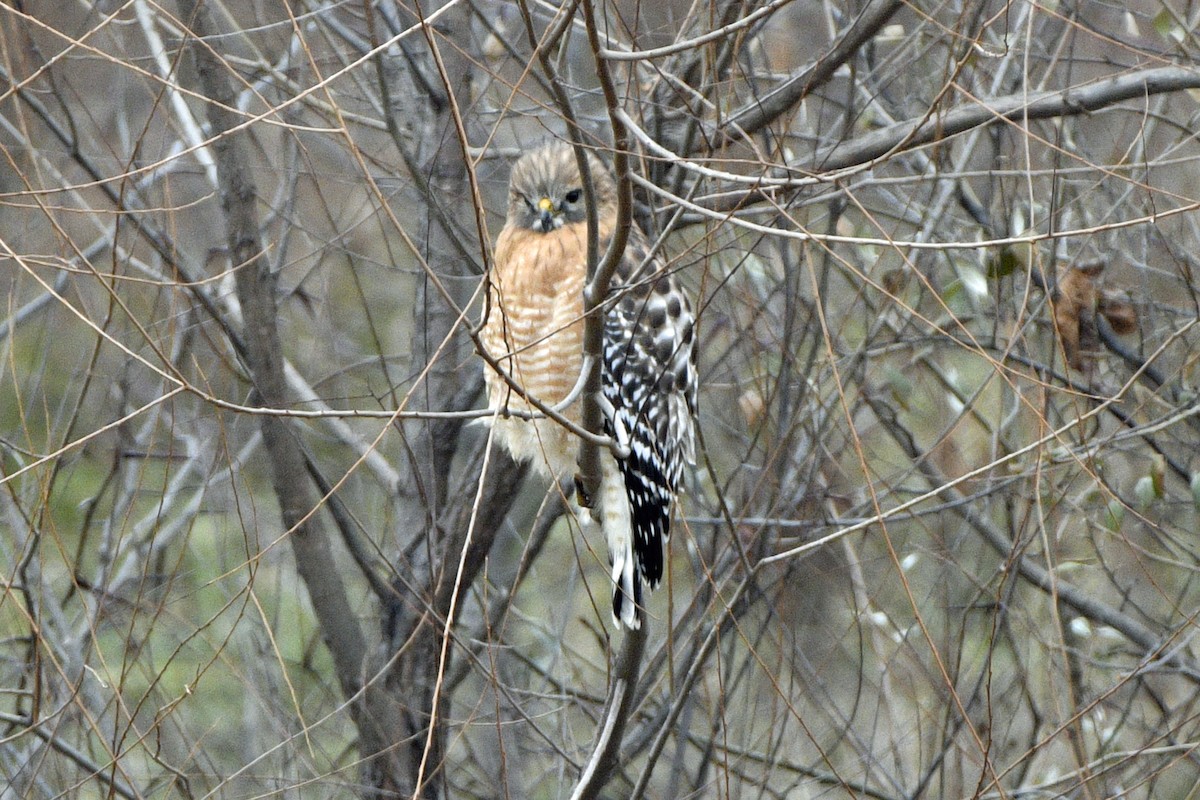 Red-shouldered Hawk - ML646796391
