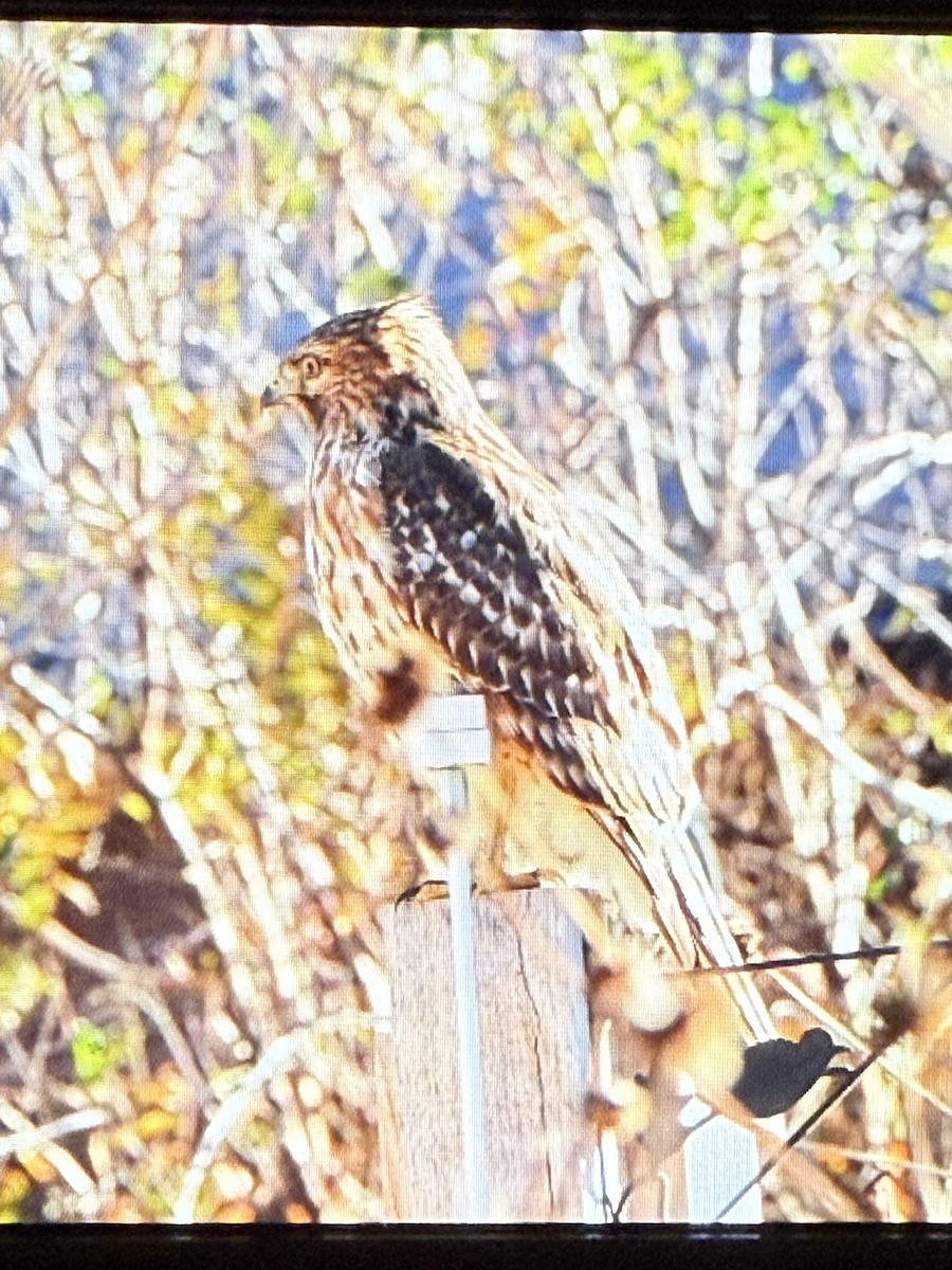Red-shouldered Hawk - ML646796393