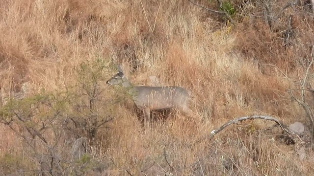 Белохвостый олень - ML646796395