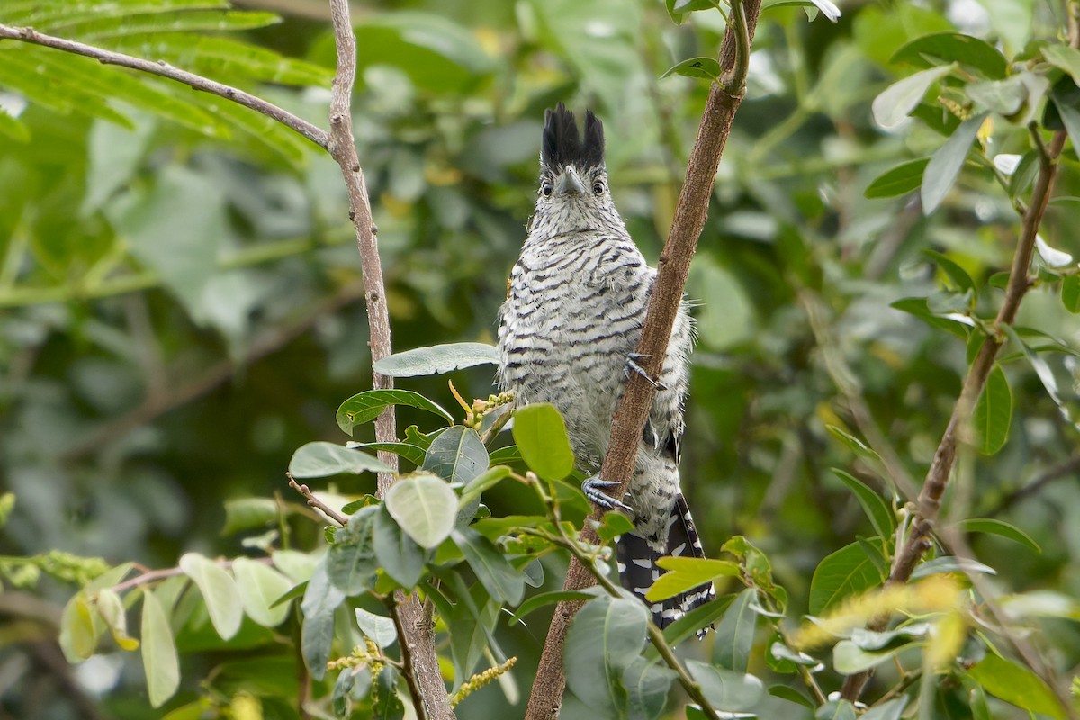 Barred Antshrike - ML646796397