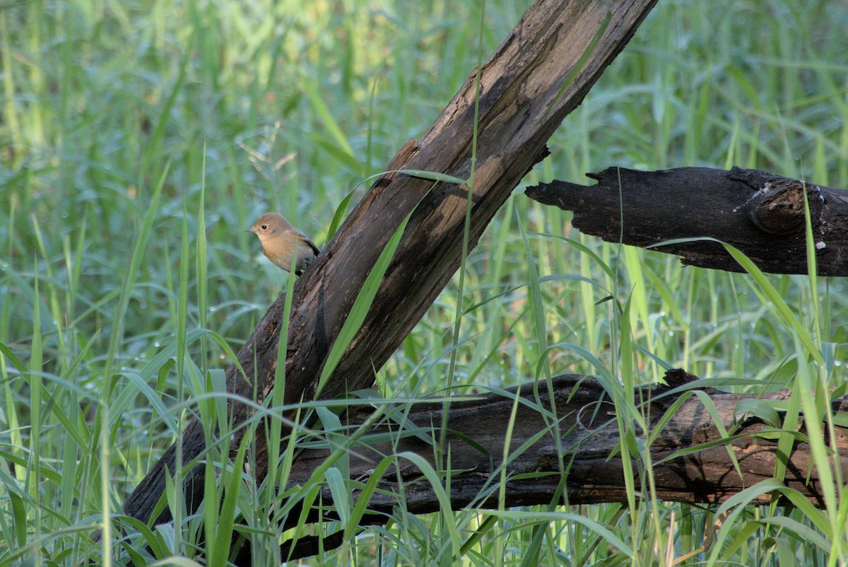 Red-breasted Flycatcher - ML646796398