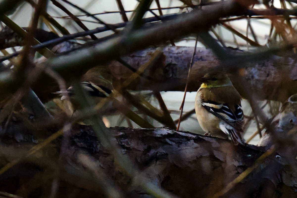 American Goldfinch - ML646796399