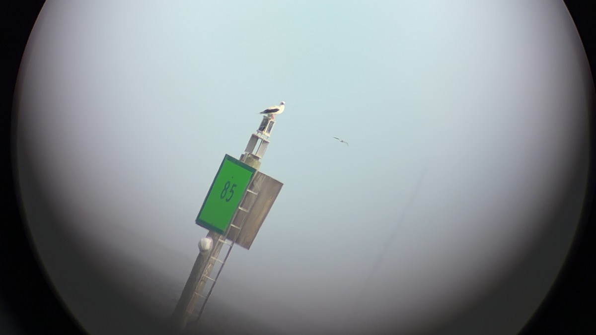 Красноногая олуша - ML646796400