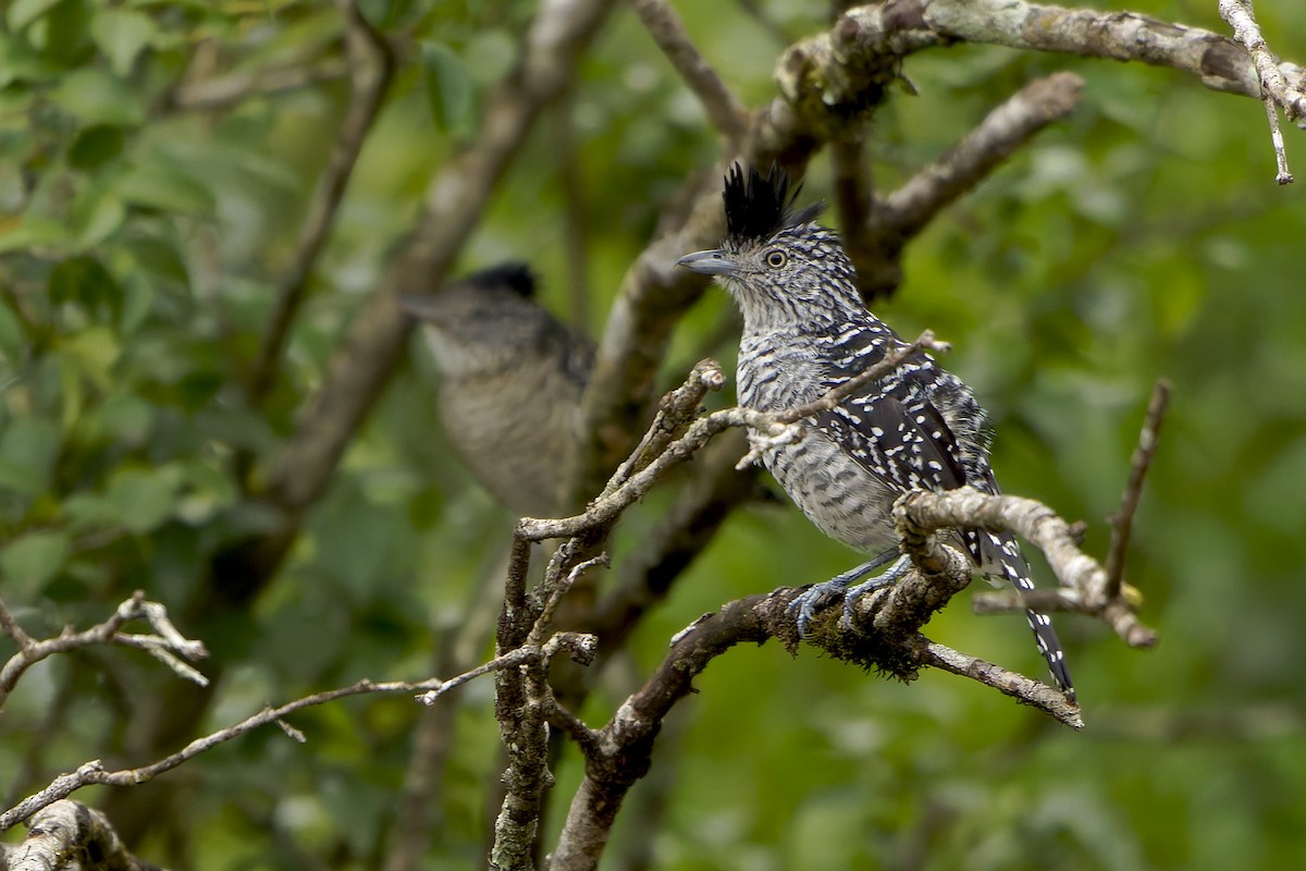 Barred Antshrike - ML646796401