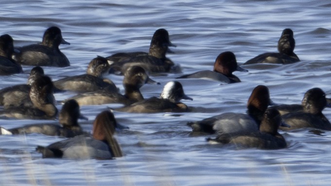 Redhead - ML646796402