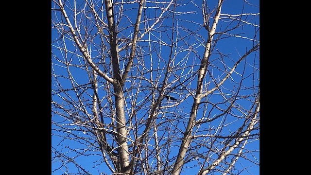 Common Raven - ML646796403