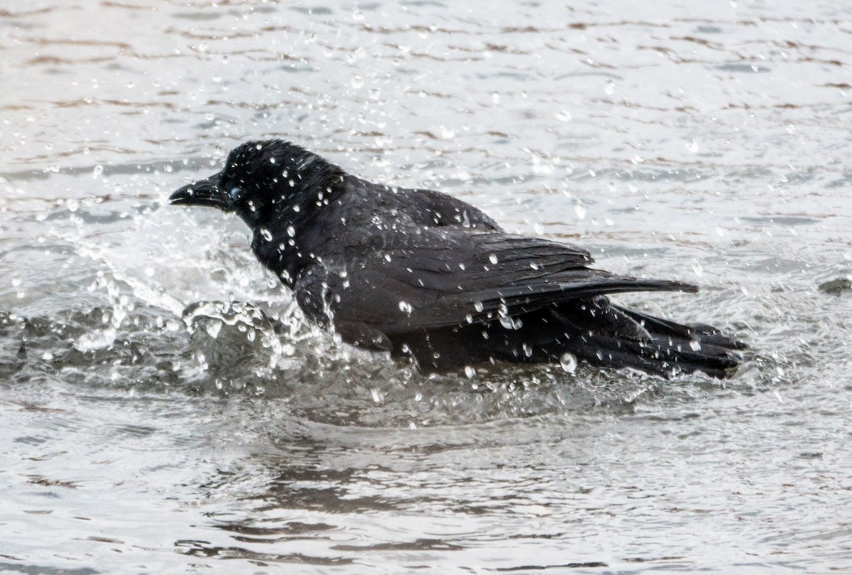 American Crow - ML646796405