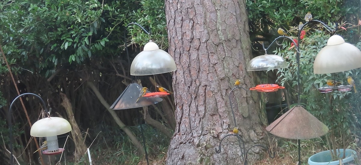 Baltimore Oriole - ML646796406