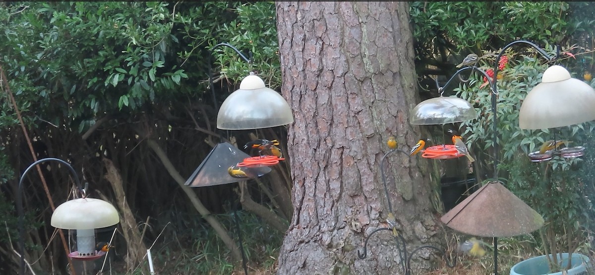 Baltimore Oriole - ML646796407