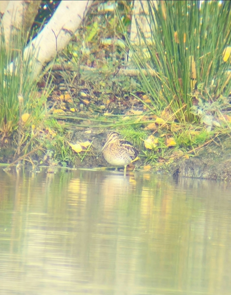 Wilson's Snipe - ML646796409