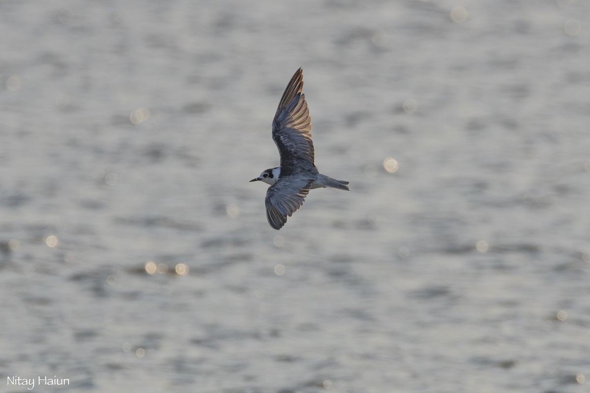 Black Tern - ML646796410