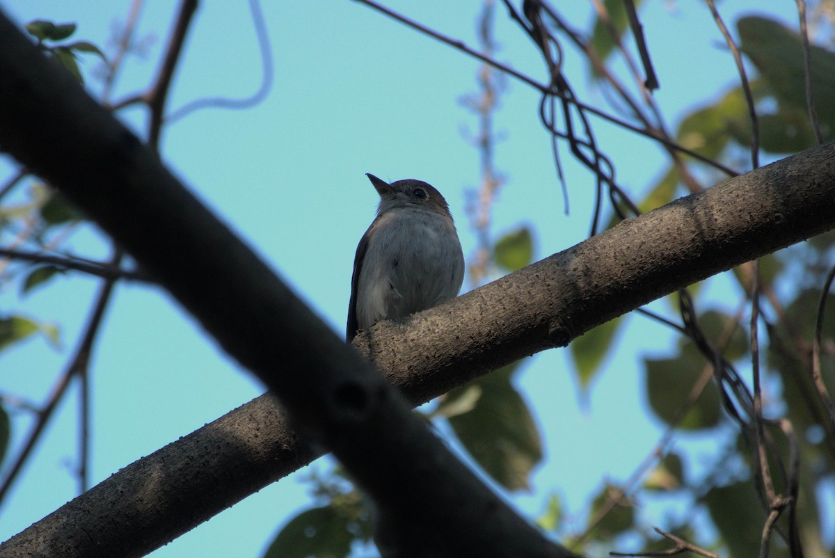Brown-breasted Flycatcher - ML646796411