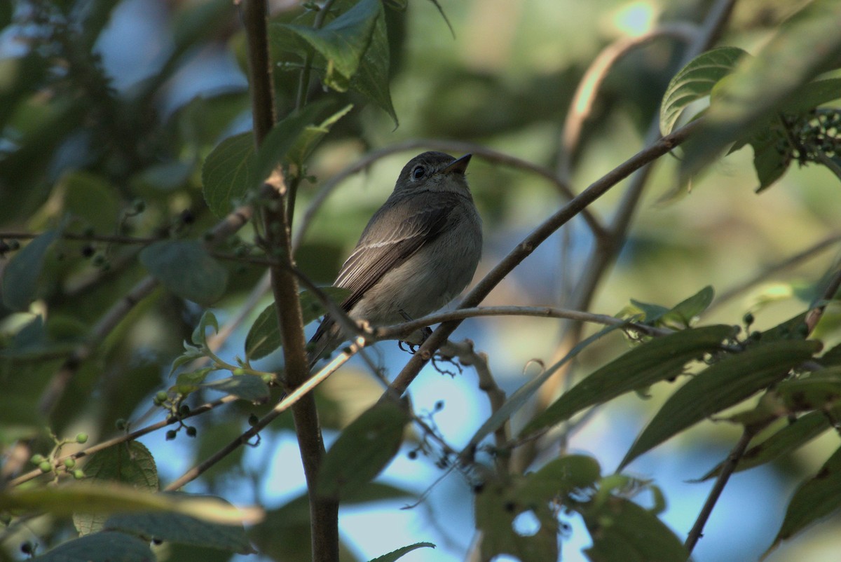 Brown-breasted Flycatcher - ML646796412