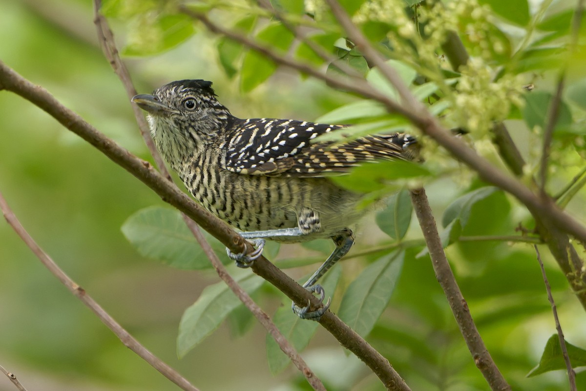 Barred Antshrike - ML646796416