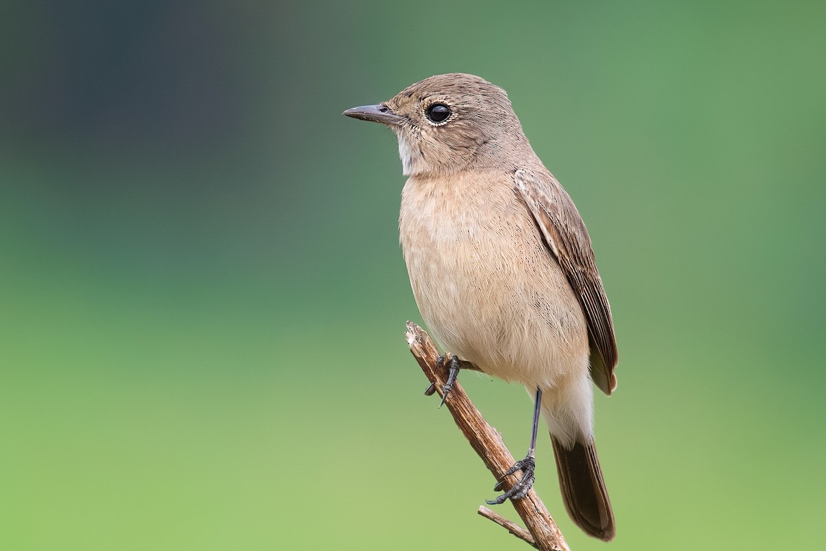 Pied Bushchat - ML646796418